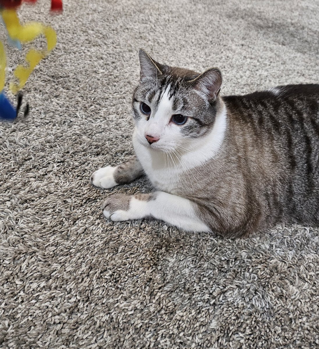 PoppyCrockz's tweet photo. The stink maker could not hold back this morning... had to play with him... stinker....... https://t.co/OUzNtBTh4a