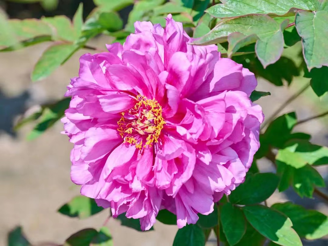 The 2nd #Shanghai Bay Area Peony Festival🌺 is now in full swing at Langxia Countryside Park until May 5. Come dressed in hanfu (traditional Chinese attire) for free entry and capture some photos🤳 amid the blossoms! bit.ly/3xsma7s #InShanghai #ShanghaiTrip