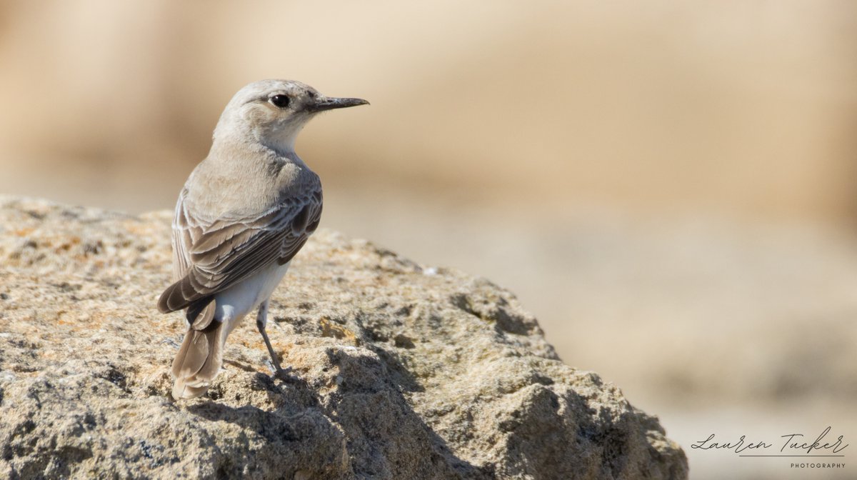 Hooded Wheatear - Oenanthe monacha Cyprus 🇨🇾 April 2024 @CanonUKandIE | #cyprusbirds