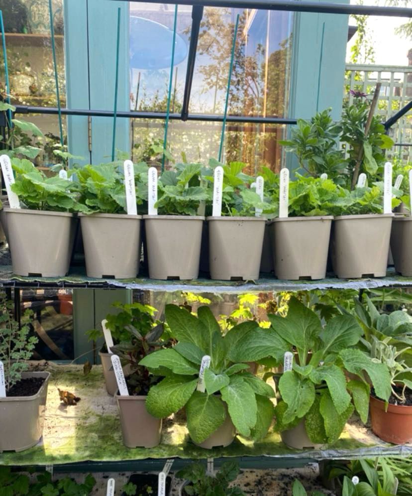 Balham Newsie tweet media