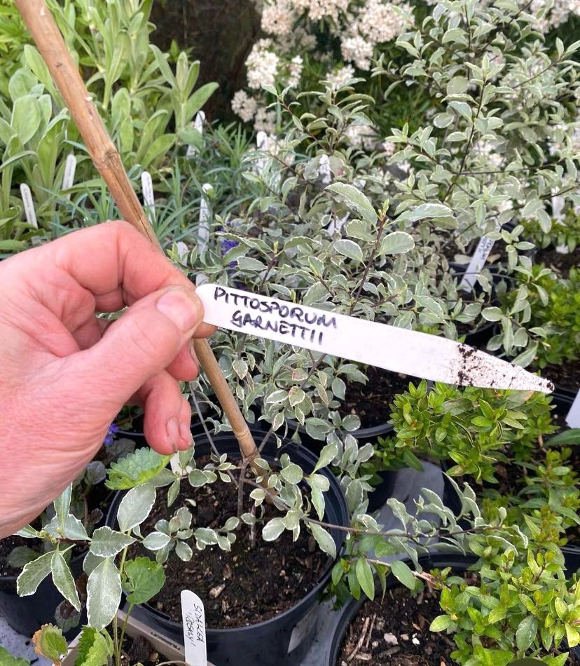 CHARITY Plant Sale! Local resident & 5-time Chelsea Flower Show award-winner Anthony de Grey is once again opening up his beautiful garden for a charity plant sale at his home at 54 Abbotswood Road, SW16 1AW on Thur 16th, Fri 17th & Sat 18th May, 9am-5pm each day. #Balham