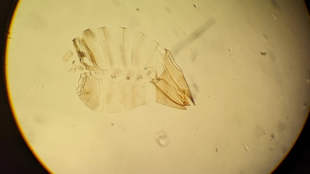 Hi, I'm Diana, curator for Hemiptera and Thysanoptera with @NHM_SmallOrders. My favourite specimens are on slides - like this female psyllid. To me, preparing a 1mm insect for microscope observation is the perfect junction between science and craftmanship. #Insects