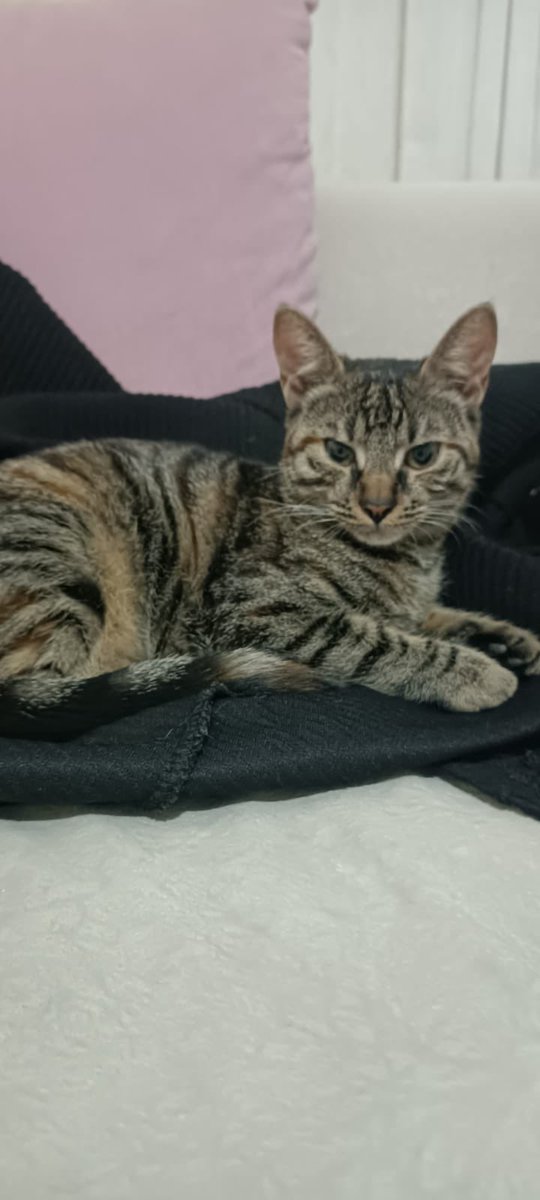 4 aylık dişi kısırlaştırması bize ait, iç dış paraziti, Tuvalet eğitimi var. Dışarda asla yapamaz evde 3 kedim var büyük olan bu yavruyu öldüresiye dövüyor, her gün odaya kapatmak zorunda kalıyoruz. kapı açık olsa kötü durumla karşılaşırız
ACİL YUVA‼️
İstanbul /Kartal
05362985160