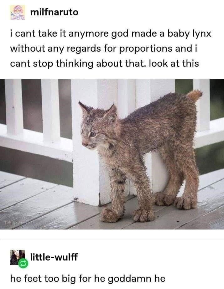 ShouldHaveCat's tweet photo. https://t.co/WLQOrSlSEt