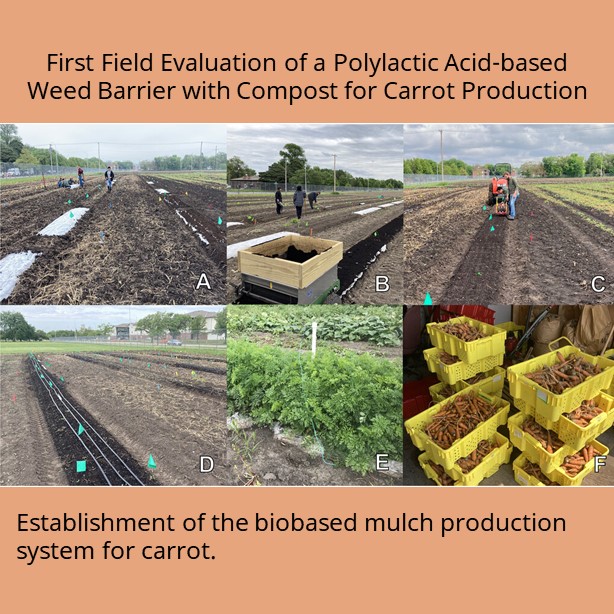 A new biobased compostable mulch system was designed for high population crops like carrot where seeds are planted on and grow through the mulch. Preliminary research by <a href="/UNL_EnvrHort/">Sam Wortman</a> suggests it reduces weeds by over 90%.

#HortTechnology doi.org/10.21273/HORTT…