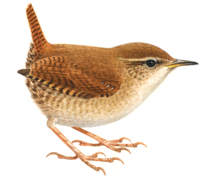 Today is #DrawAPictureOfABirdDay! We have some wonderful drawings of birds in the park! We love this Wren by Allan Harris 🐦 Tweet your drawings of birds below 👇