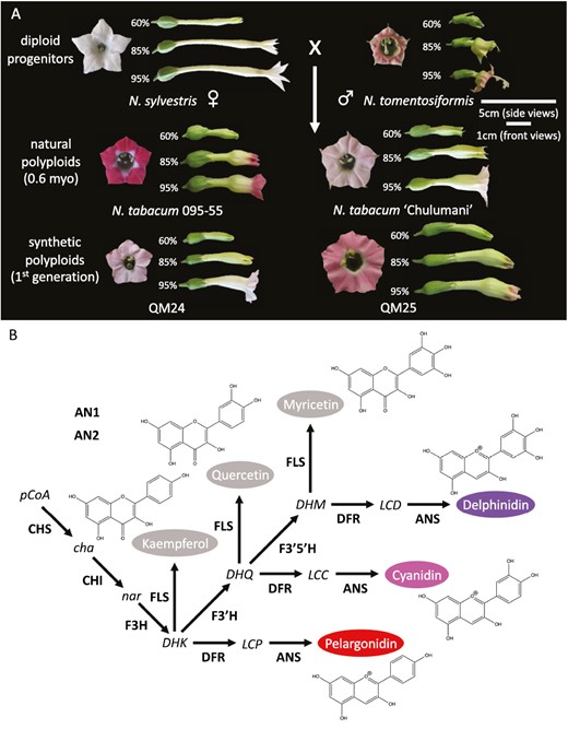 This months #EditorsChoice looks at homeologue ('similar to') differential expression underlying flower colour variation in wild and cultivated versions of the tobacco plant #Nicotiana tabacum! Read it below 👇 ow.ly/6xmm50R9lmP @LinneanSociety @OxfordJournals