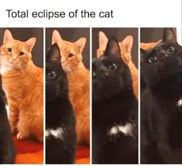 Feline eclipse