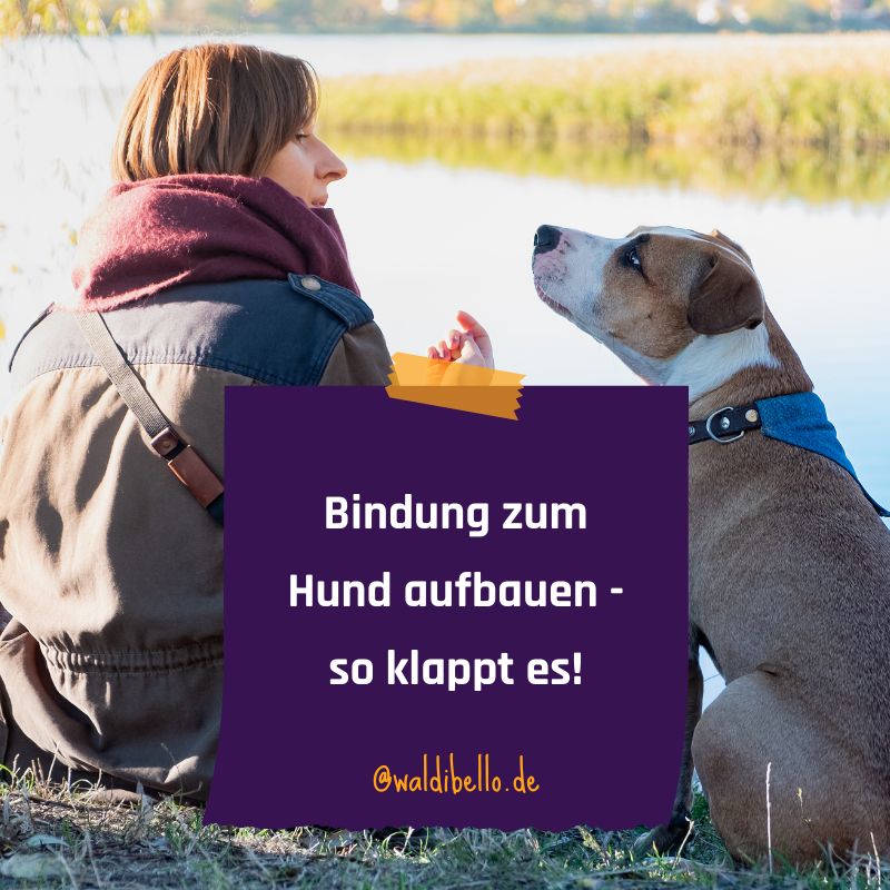 WaldiBello's tweet photo. 🐾 Ihr Hund ist Ihr bester Freund - aber wie stark ist eure Bindung wirklich? 🐶

https://t.co/5k7JOvlpjf

#waldibello #hundeerziehung #hundepflege #hundeliebe #hunde https://t.co/k6lPUCQzHE