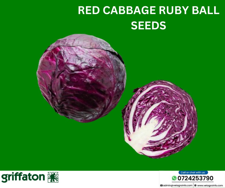 Griffatonseeds's tweet photo. Vuna Red Cabbage Ruby Ball seeds offer nutritional benefits, immune system boosts, and digestion enhancement. To grow the perfect red cabbage, choose our #VUNA Red Cabbage Ruby Ball seeds for higher returns. #prosperwithvunaseeds
Call or WhatsApp us at 0724253790 for more info https://t.co/YjEdyvADej