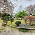 あけぼの公園内にある意地悪ベンチ2台、横たわり防止の手すりが座面の真ん中に付いている、うしろには満開の桜