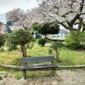 あけぼの公園内にある背もたれのある普通のベンチ、まともなベンチはこの1個だけ、うしろには満開の桜
