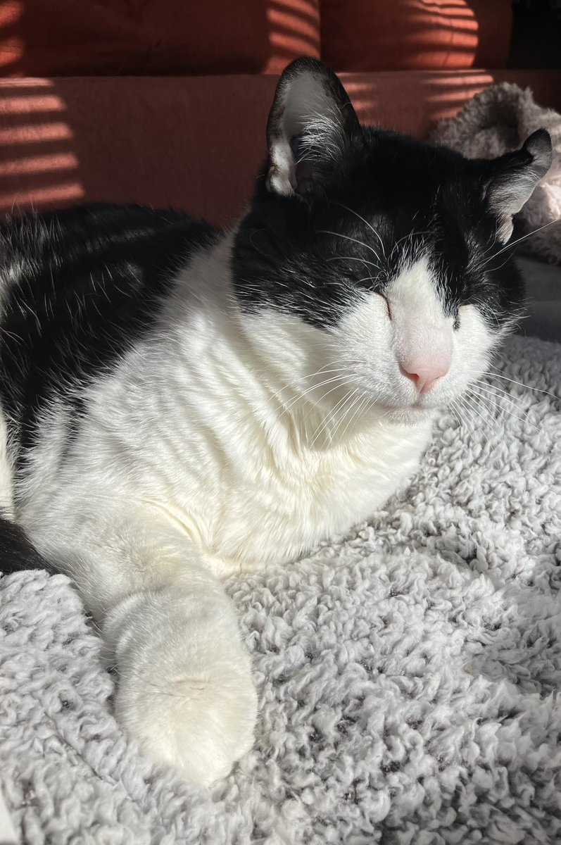 Wee wonky ear 🐱has found another sun spot ..think he needs some shades 😎 #cats #CatsLover #MondayMood #Glasgow