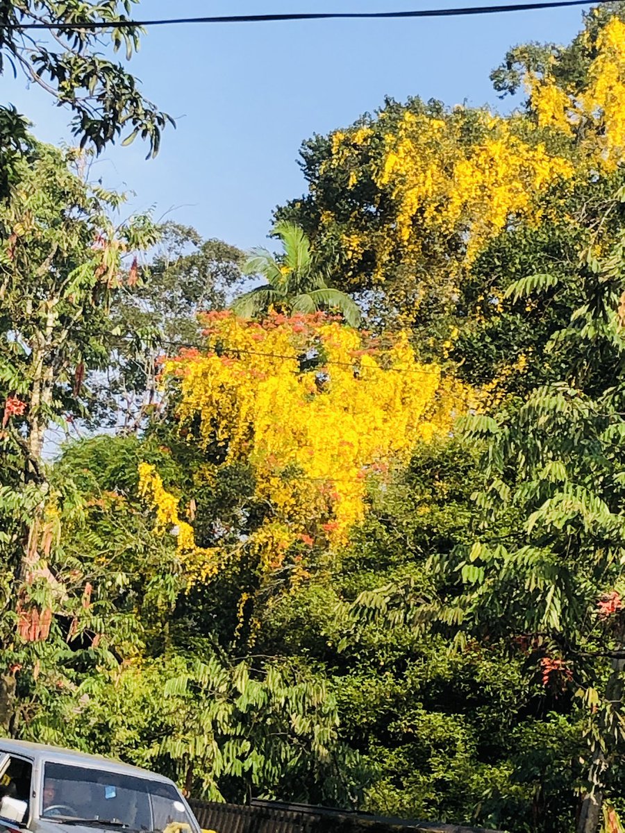 Tharakasewwand8's tweet photo. University of peradeniya
කහ මල් වසන්තය
#pera
#unilover
#universityofperadeniya
#peradeniya https://t.co/Jt5SjHCI8e