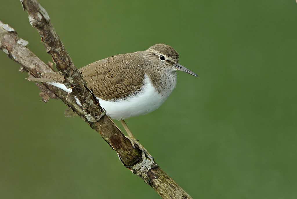 Time to bid the Common Sandpiper goodbye! 👋 As a common winter visitor in Sungei Buloh Wetland Reserve, these birds arrive as early as July and stay until April. 🐦❄️ #FunFact they often bob their head and teeter their tail up and down as they walk about 📷: Mendis Tan