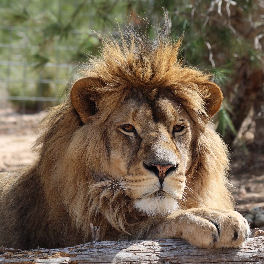 El león Pretzel, ha pasado de estar atemorizado y herido cuando fue rescatado de la guerra de Ucrania, a un tranquilo y majestuoso león 🦁  
A Pretzel le encanta descansar al sol 🌞 de su instalación exterior, sobre todo cuando no hace mucho calor, ¡y destruir su enriquecimiento!