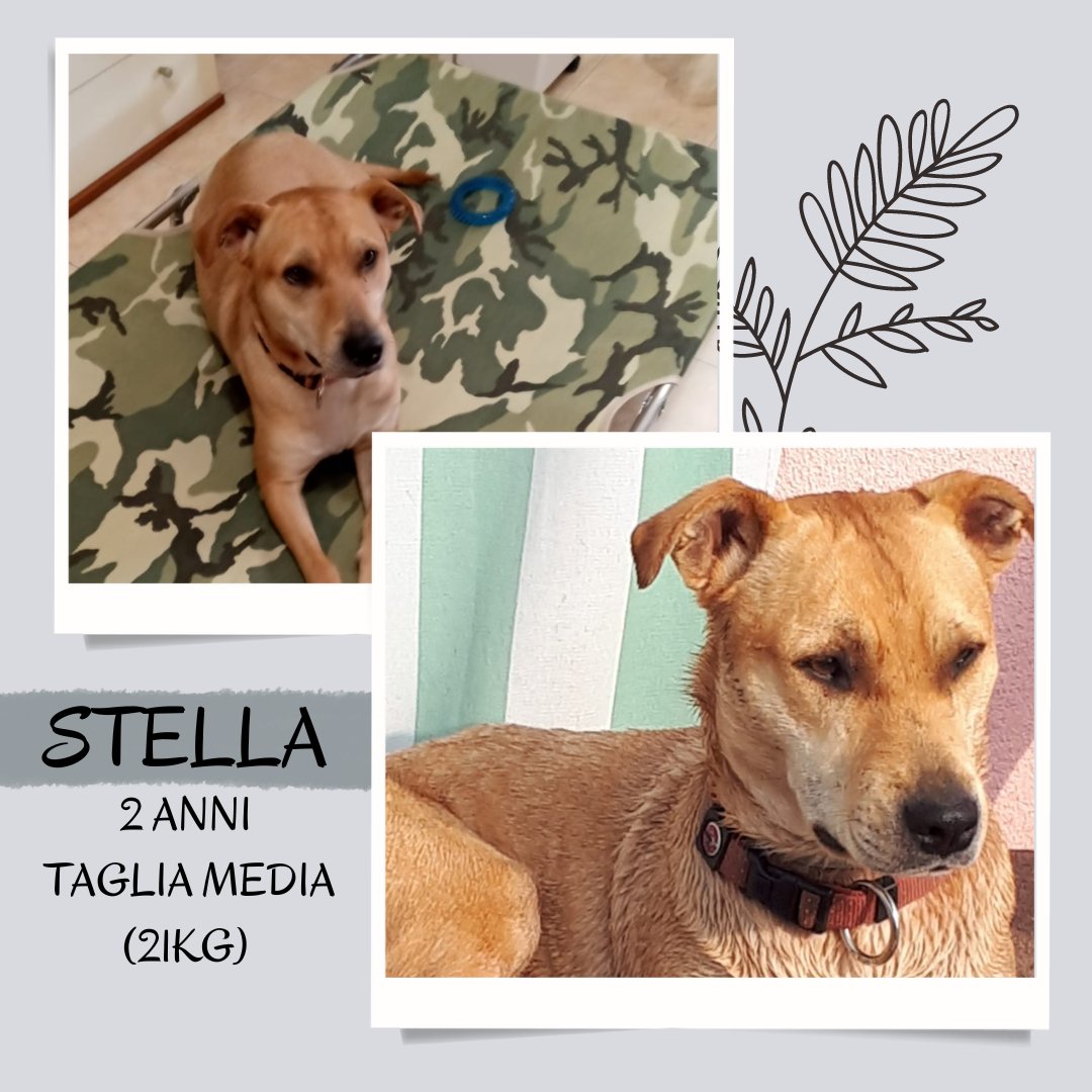 🐕 STELLA, GIOVANOTTA SIMIL PIT🩷
2 anni
Taglia media (21 kg)

📍 Veneto, in stallo. Adottabile in tutto Nord e Centro Italia

3468760522 Chiara / 3404522099 Ilaria

#Adottami #Adopt #Dog