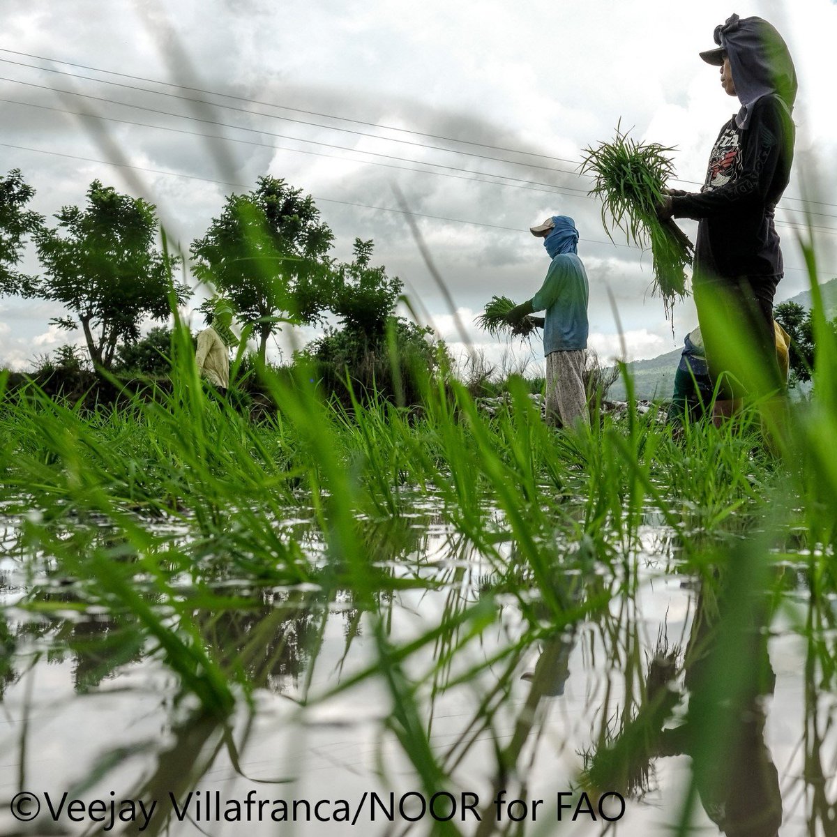 Today is #EarthDay! Food systems are contributing to, and affected by the impacts of climate change, ecosystem degradation&biodiversity loss. To respond to these challenges we need to produce more food with greater socio-economic benefits and less impact on the environment.