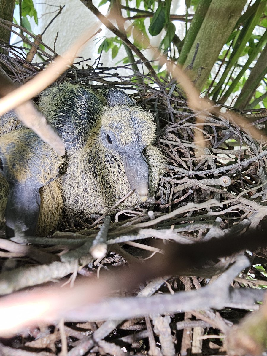 Woodpidgeon chicks must be the most outrageous looking 🙄 but I love them.