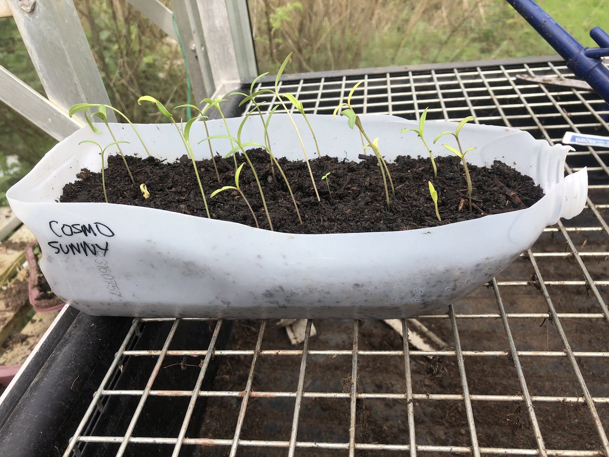 My little carton propagator worked a treat!! So excited to have cosmos germinate. Bit leggy!  #gardening #GardeningTwitter #smallholding #homegrown #growyourown #plasticfree