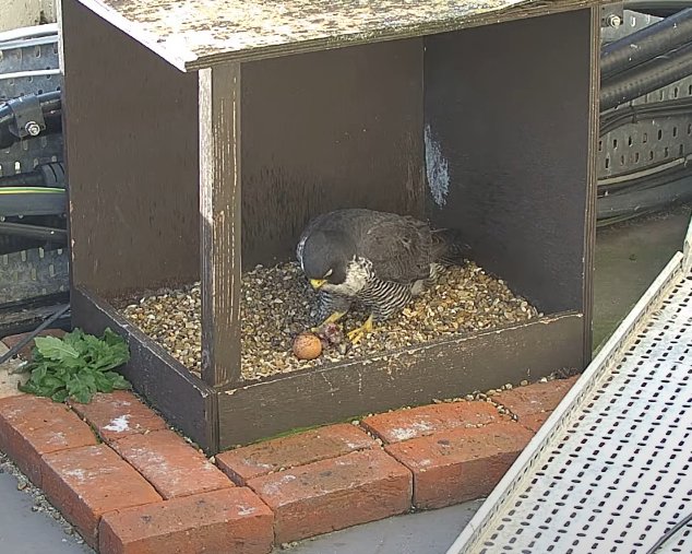 Morden Peregrines. A couple of things from yesterday. The tiercel has shown little interest in the egg so far and seems as confused by it as he was last year, and the falcon took some food into the box and sat by the egg with it for a few minutes before taking it away again.