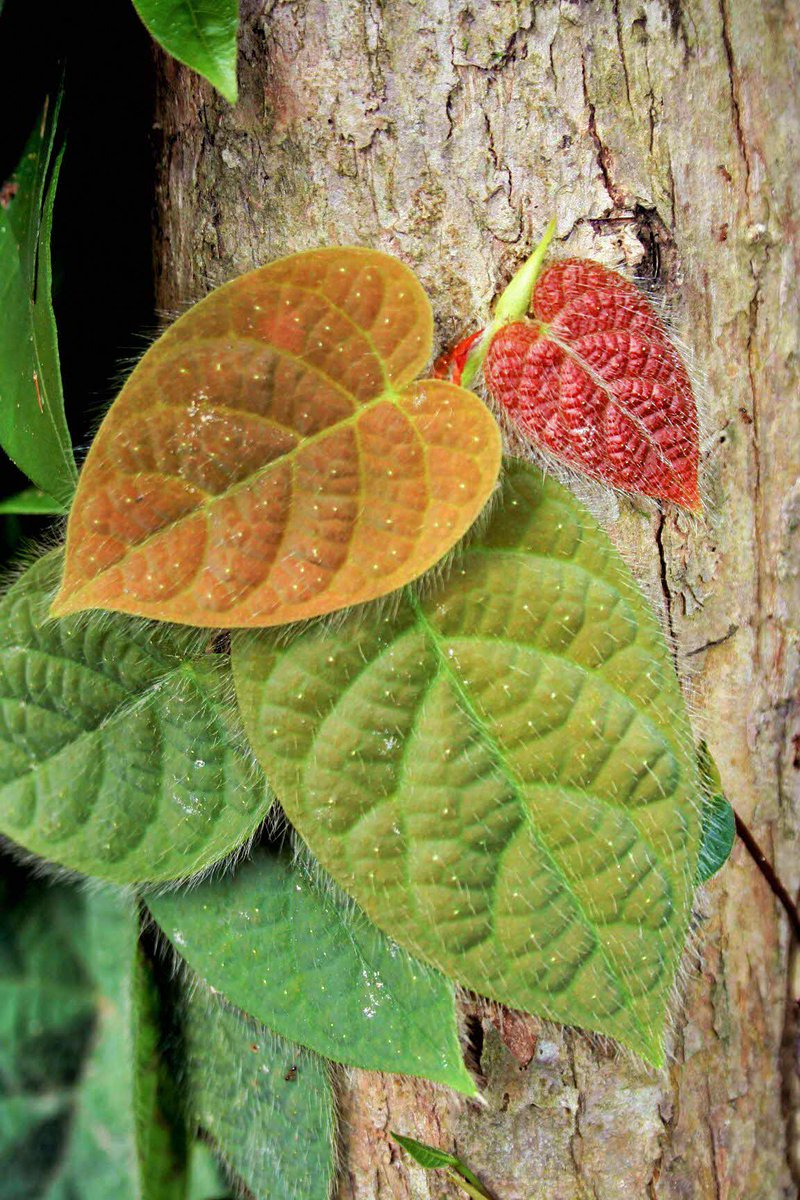 We may not have autumn here in Singapore, but the colours of the native Shaggy-leafed Fig sure comes close! 🍂 As the fig plant matures, its young foliage which is red in colour turns greenish orange. 📷: NParks Flora & Fauna Web