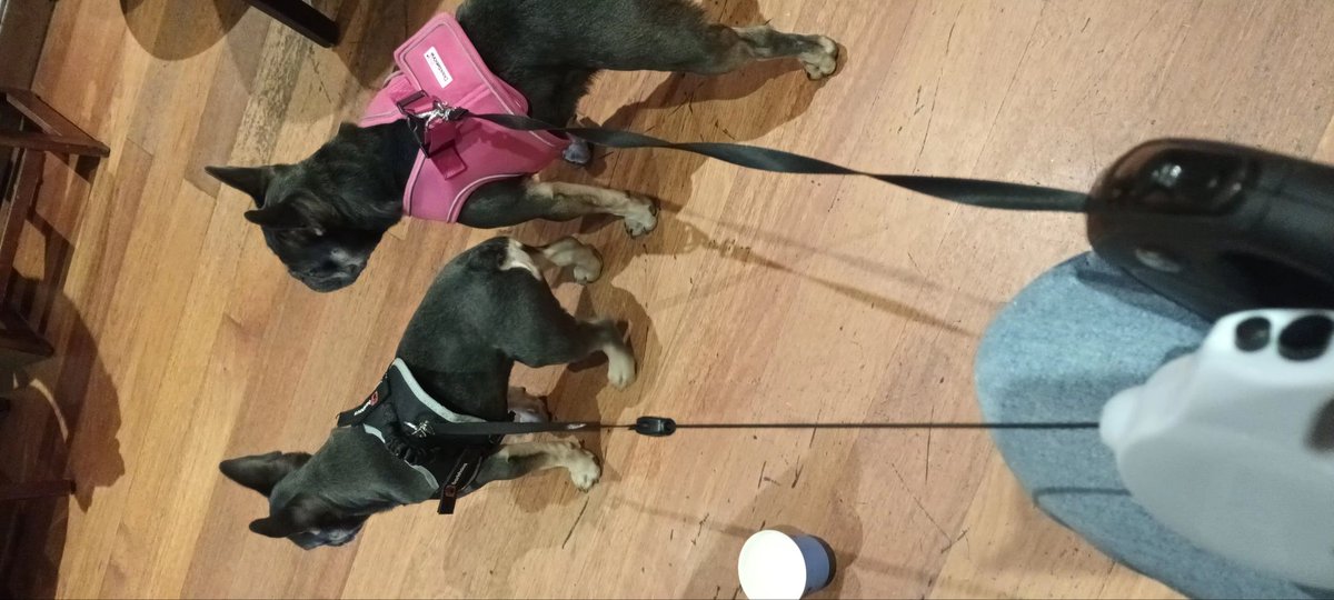 We has had walkies and popped to #caffenero for pup cups and carrot stick treats 2 well behaved pups 🐾🐾💙❤️