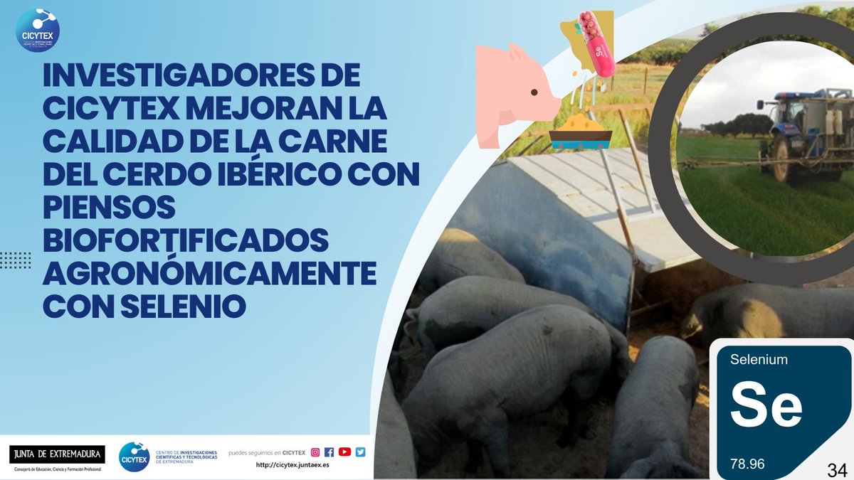 🧐Atentos a esta noticia👇 👨‍🔬Investigadores de CICYTEX mejoran la calidad de la carne del cerdo Ibérico con piensos biofortificados agronómicamente con selenio🌱🐷 📰Lee la noticia completa aquí cicytex.juntaex.es/-/investigador… @CdeCarnica