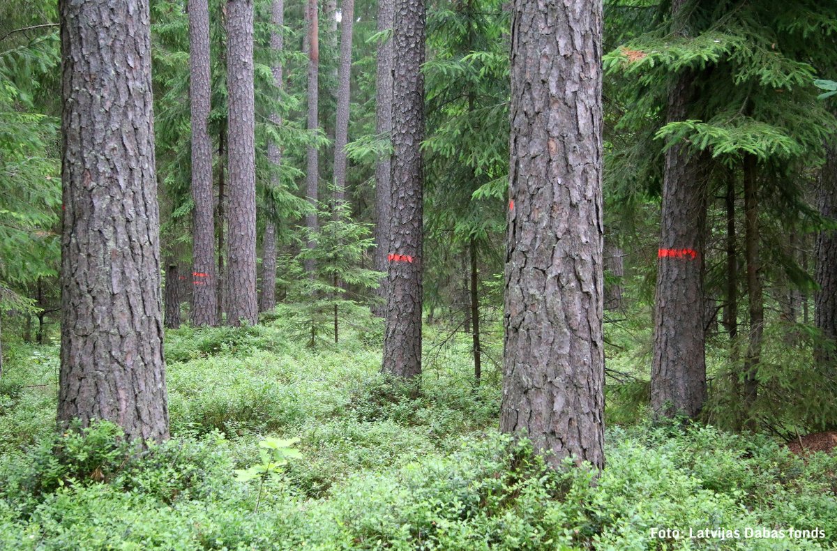 .<a href="/Satv_tiesa/">Satversmes tiesa</a> par neatbilstošu Satversmei atzina normu, ar kuru samazināts galvenās cirtes caurmērs.

ST uzsver, ka tiesiskajam regulējumam, kuram var būt būtiska ietekme uz vidi, ir jābūt vispusīgi izvērtētam, līdzsvarojot sabiedrības labklājības, vides un ekonomikas intereses.