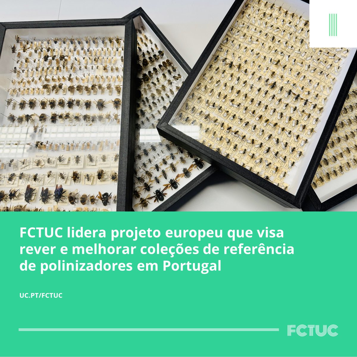 🐝FCTUC lidera projeto europeu que visa rever e melhorar coleções de referência de polinizadores em Portugal. Para mais informações consultar o seguinte link: uc.pt/fctuc/noticias…