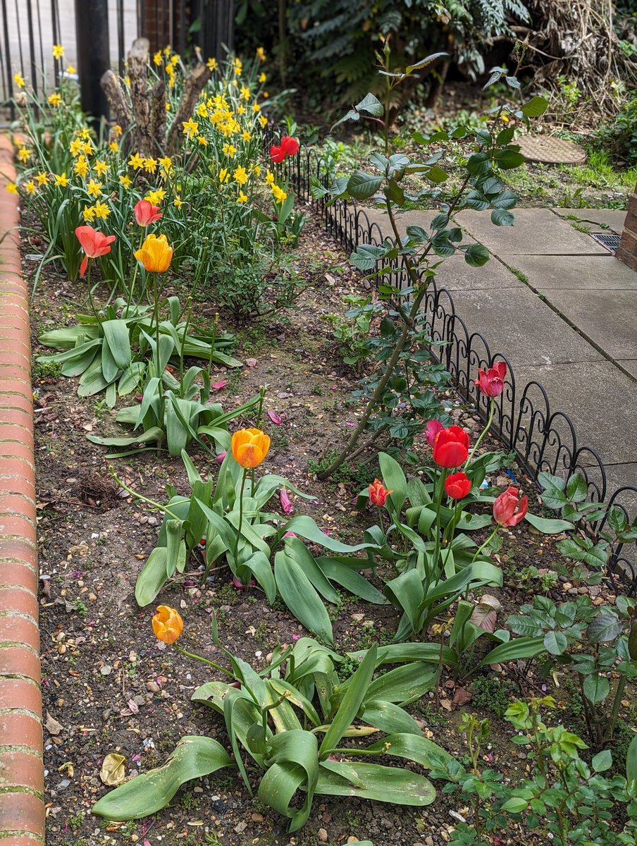 Thanks @AyliffeSmith for making our Estate look so beautiful. @Biddestonepark @diarmaid_w @MiriamAshwell @mkbarakzai #tulips