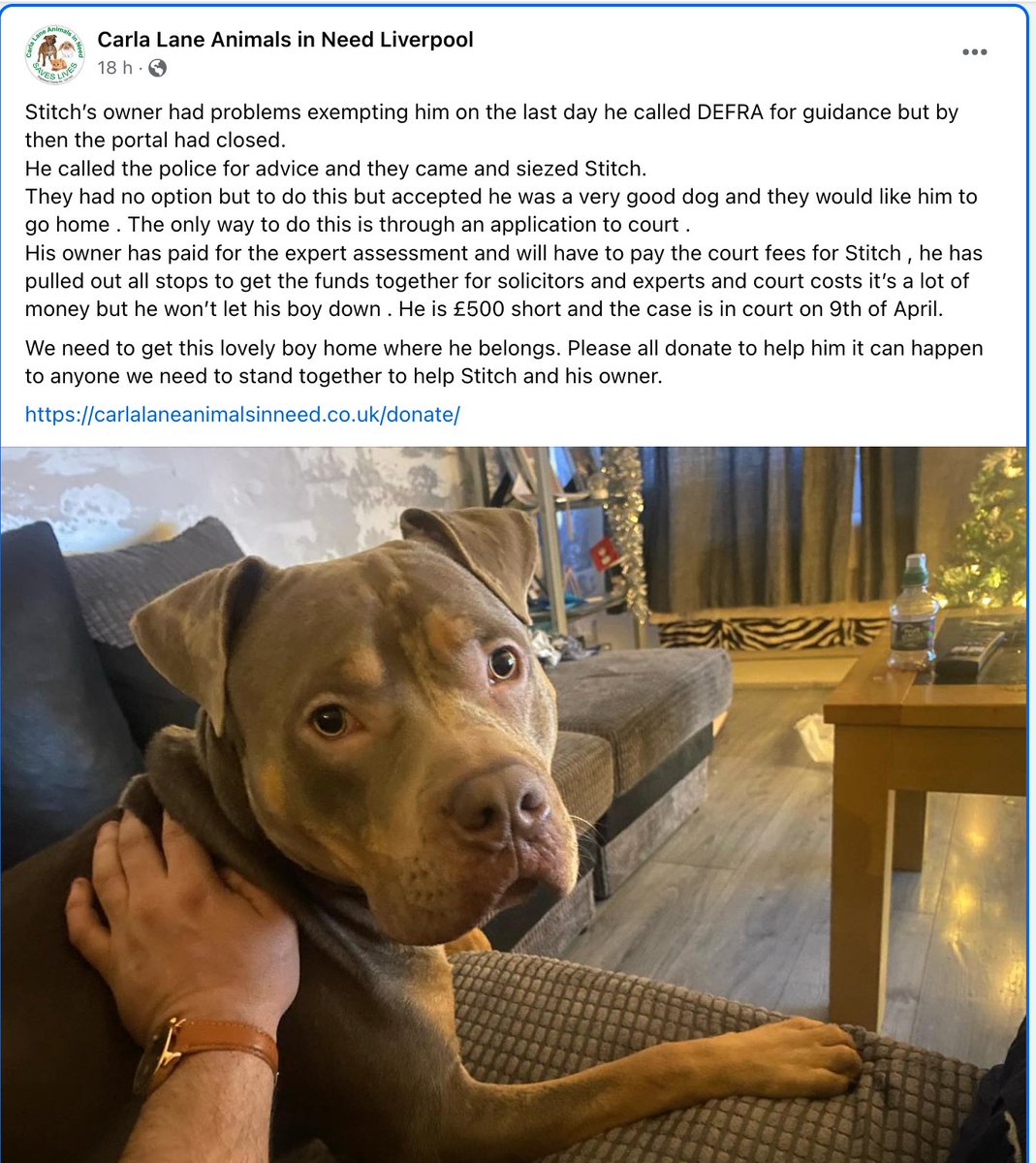Can anyone help get this beautiful boy Stitch back home where he belongs? If so visit Carla Lane rescue's page on Facebook and find the original post from Sunday April 7. #dogsoftwitter #dogsofx #adoptdontshop #xlbully #xlbullies #xlbullys #xlbullyban #bannedbreeds #adoptdontbuy