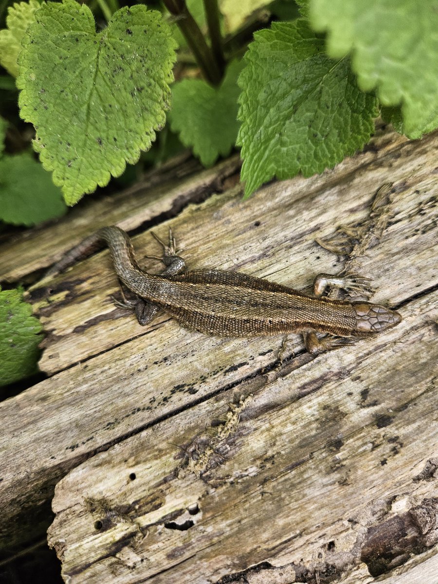 Spotted this little guy on our way to do some geocaching @SussexWildlife @GoGeocaching