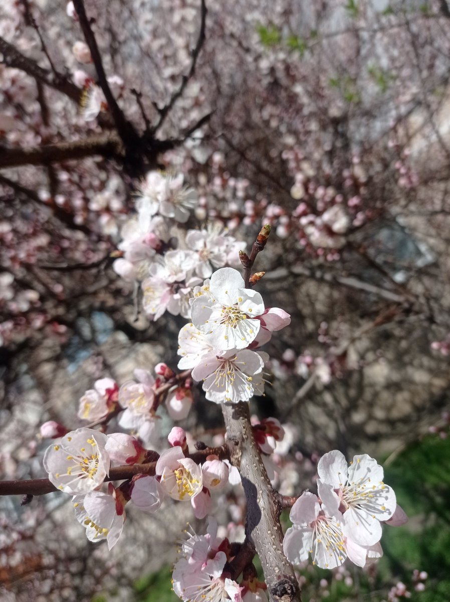 🌸