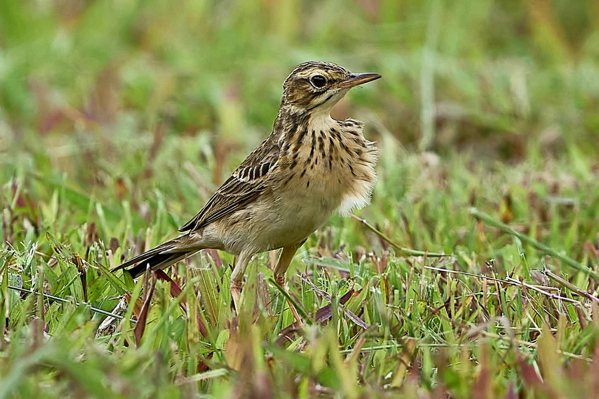 The Paddyfield Pipit has a white belly, creamy upperparts, and grey-brown streaks on its wings. It is long-legged with a long tail and dark bill. Present all-year round, spot it in open spaces like fields and lawns. 📷: GS Goh