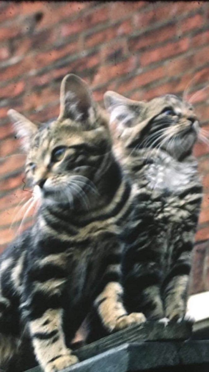 BenchSue's tweet image. More old photos, Tiger &amp;amp; Katie my childhood kittens. #swoon