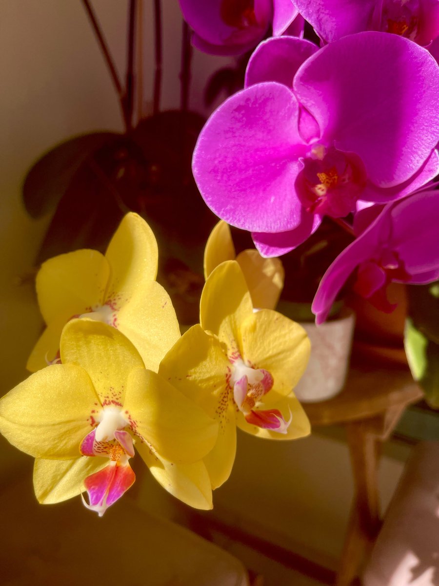 My beautiful orchids today. #mymorning🏃‍♀️ #flowers #orchids #nature #happyday #goodvibes #spring