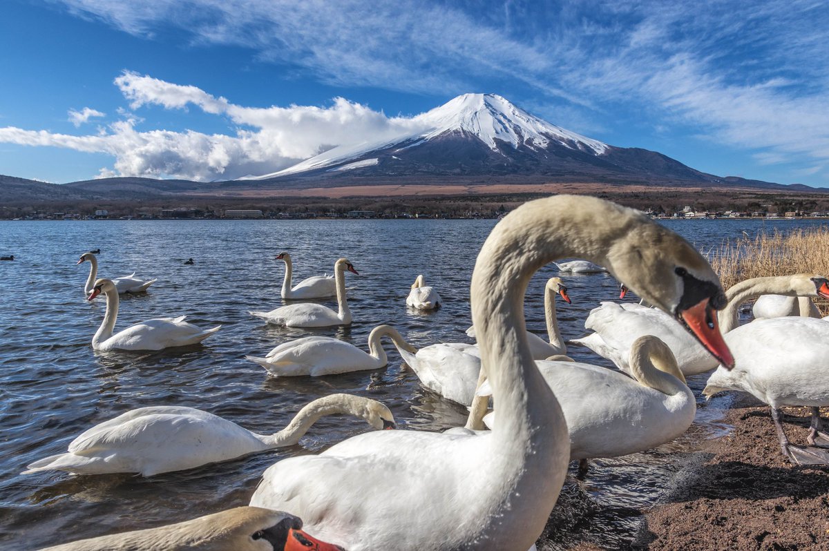 『白鳥と富士山』 山中湖の白鳥、人馴れしてるのかどんどん接近してくるので適度な距離をとりながら。 今夜は具入りのオムレツときんぴら、ホタルイカで🍻 今日も一日お疲れ様。 #ファインダー越しの私の世界 #写真好きな人と繋がりたい #ふぉと #PENTAX