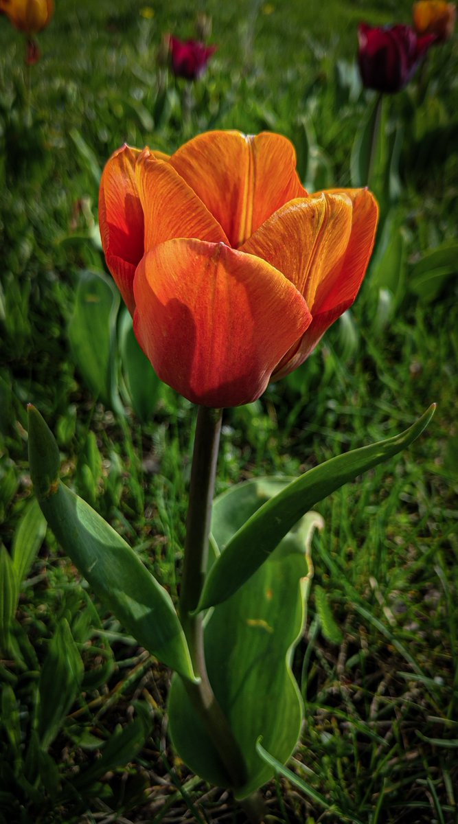 Beautiful litte tulip 🌷 #tulip #blossom #flower #spring #nature #photography