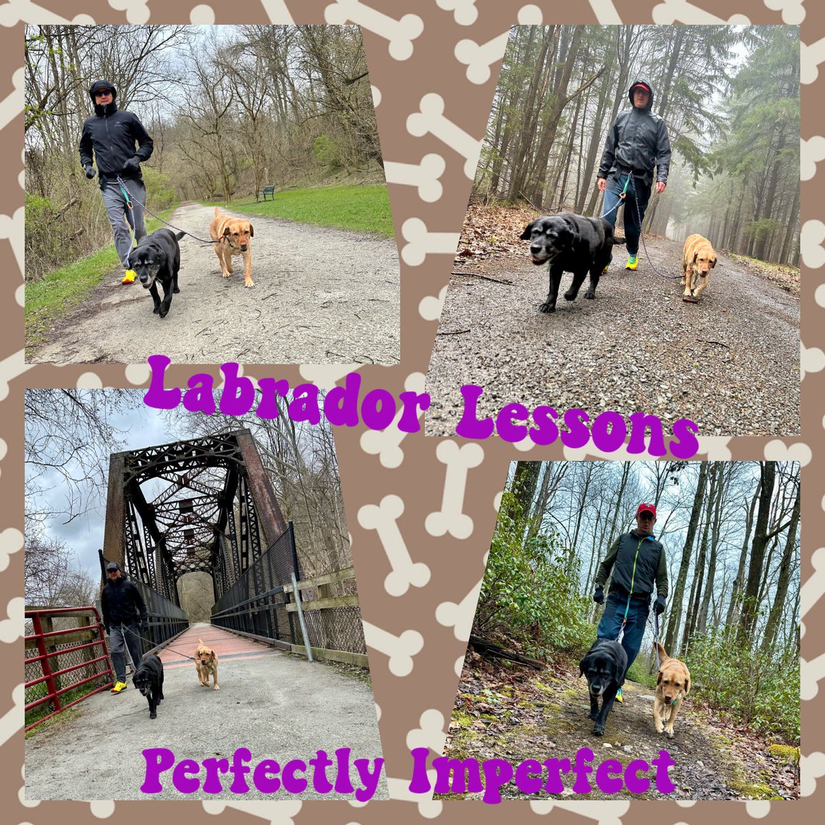 #LabradorLessons from #FitLabPGH (link below): An imperfect walk is better than no walk at all. 

#GetOutside #JustMove #MoveMore #WiseWords #SmartDogs 

tinyurl.com/FLP-PerfectLabs