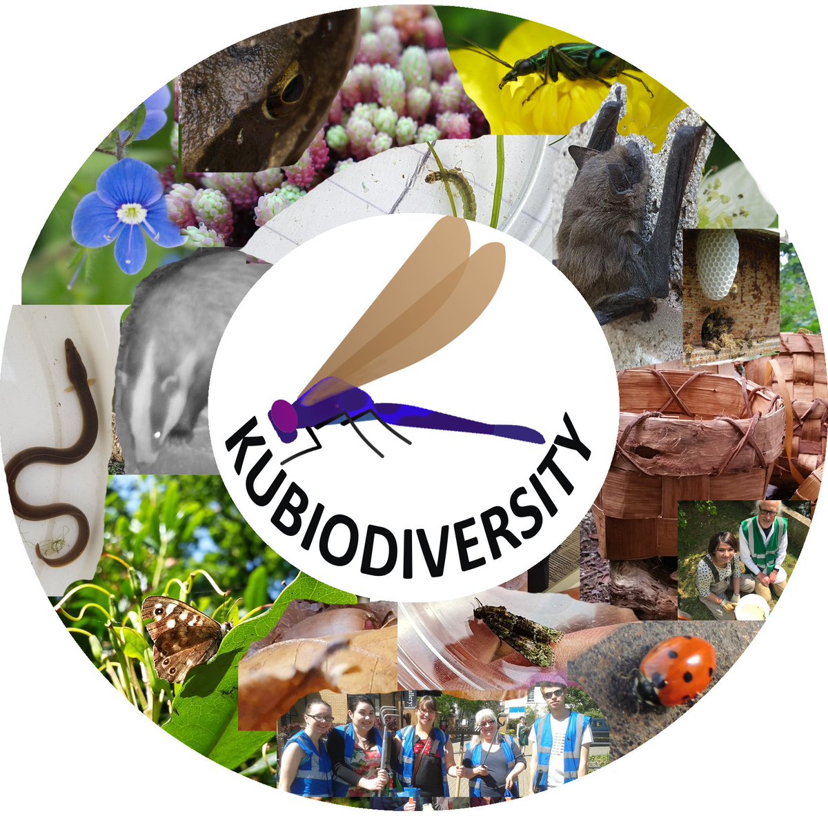 BiodiversityKU tweet picture