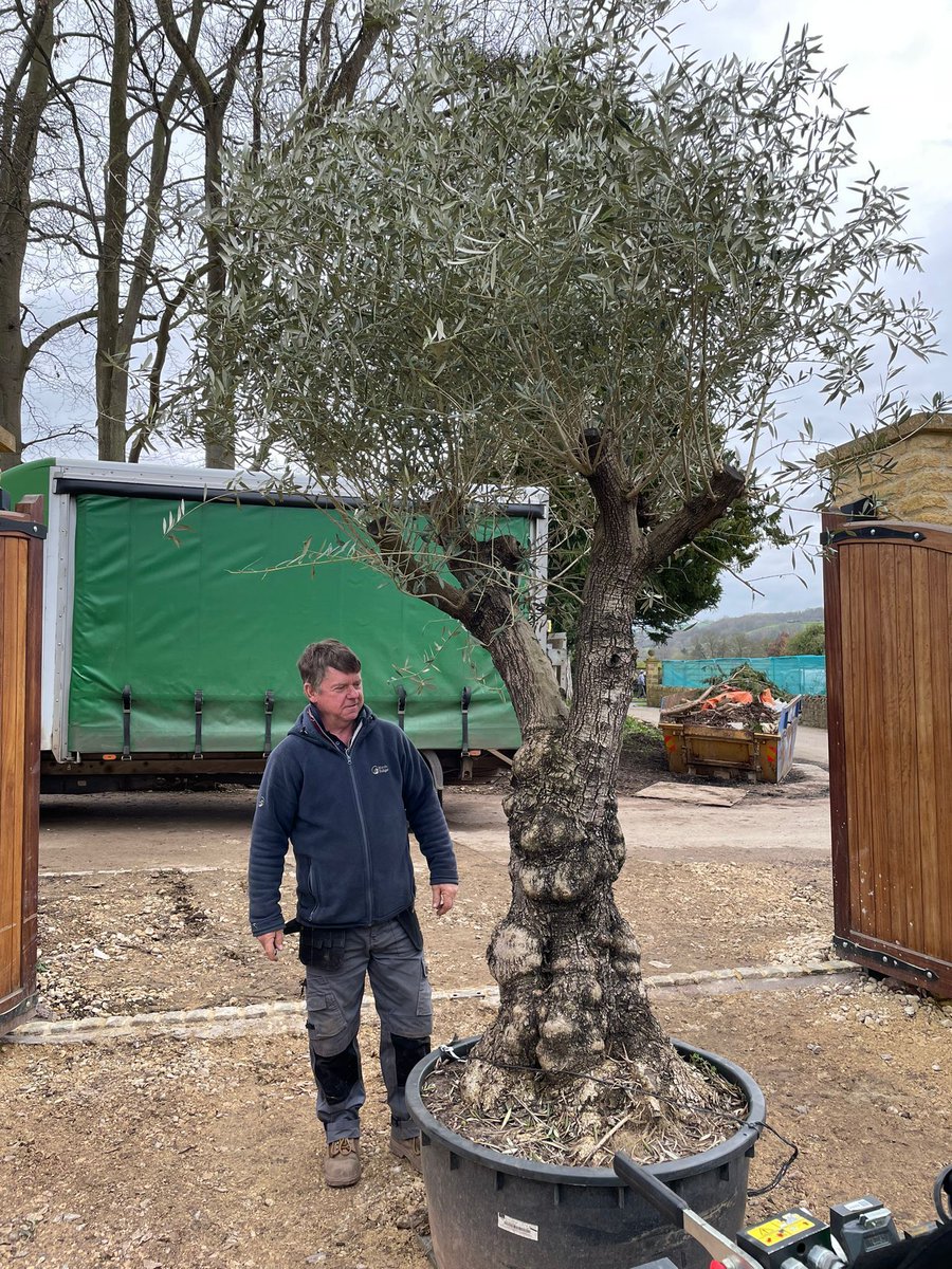 A wonderful gnarled olive tree from has been delivered by Villaggio Verde - just look how big it is! This will be planted into a raised bed on the terrace to be viewed from the conservatory and guest suite. #gardening #gardendesigner