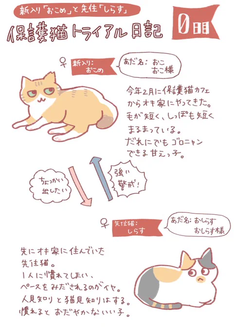 【実録】2匹目の保護猫がやってきたレポ(0日目)もう3年も前の話ですが、実話レポです。ツリーに続きます↓↓ 