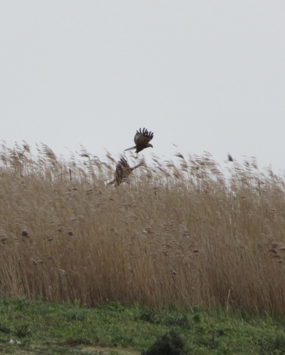 SICM_Photos's tweet photo. #MarshHarrier @Cley @NWT https://t.co/GAPrMqFRZ8
