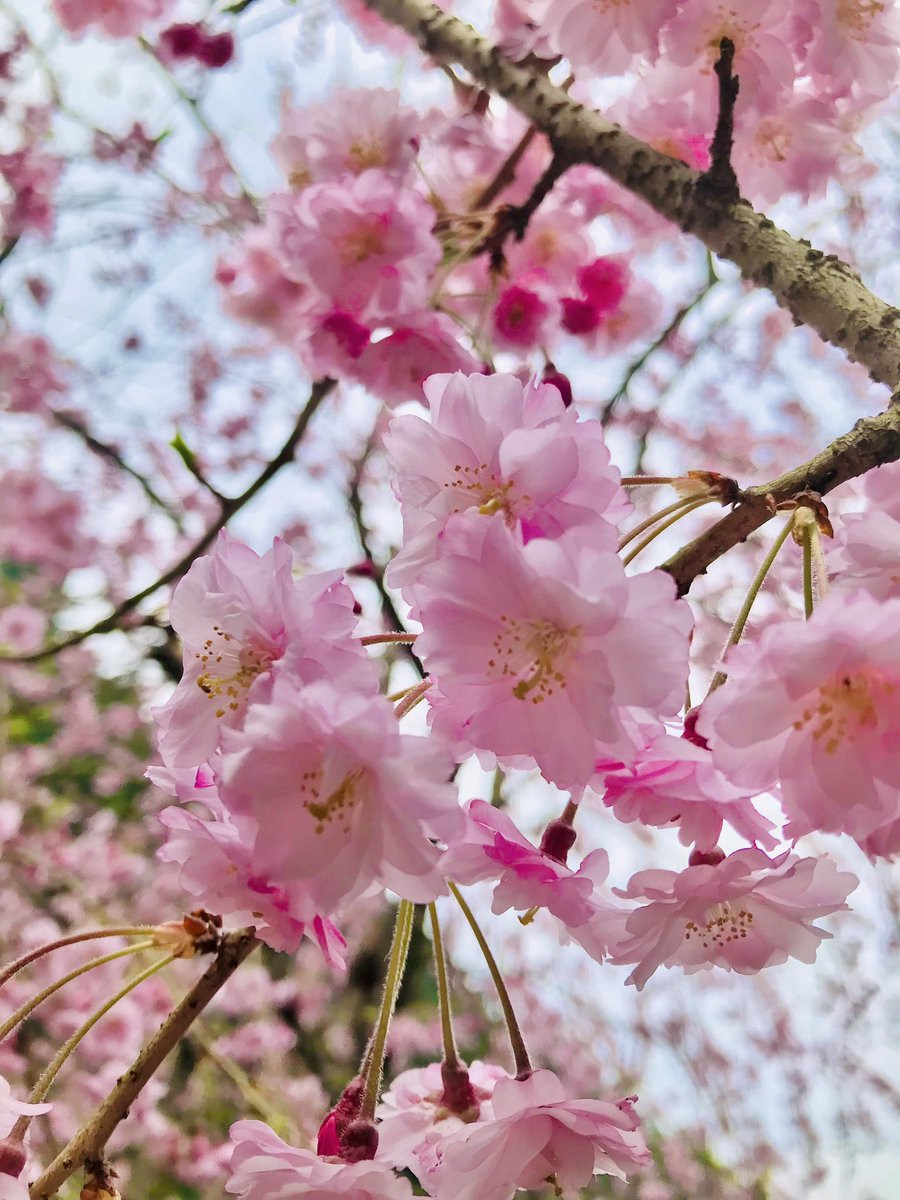 tk1031tk's tweet photo. 八重桜？がとても綺麗です。
シャクナゲはまだ緑。
見頃になるのは5月中旬頃だそうです https://t.co/1jLZuF1cRG