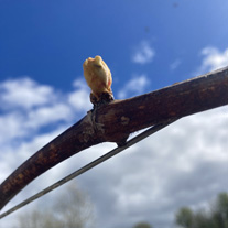 weininstitut's tweet image. Austrieb in #Wein #Deutschland 😊 Die Rebe ist ein Lianengewächs. Ab jetzt wächst sie in den Himmel, immer weiter youtube.com/watch?v=jLJmqn…  Wie sehen die Weinberge bei Euch aus? #sprouting #budding #shoot #germanwines #Germany #winesofgermany #pinotparadise😍 #riesling rocks😎