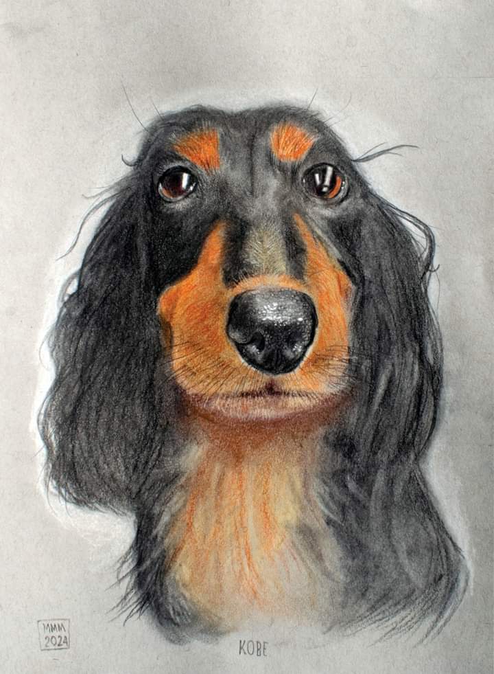 Kobe. Spray fixed, signed and being packaged for post. #dogsofinstagram #dogportrait #spaniel #charcoal #carbon #polychromos #stabilo #carbothellostabilo