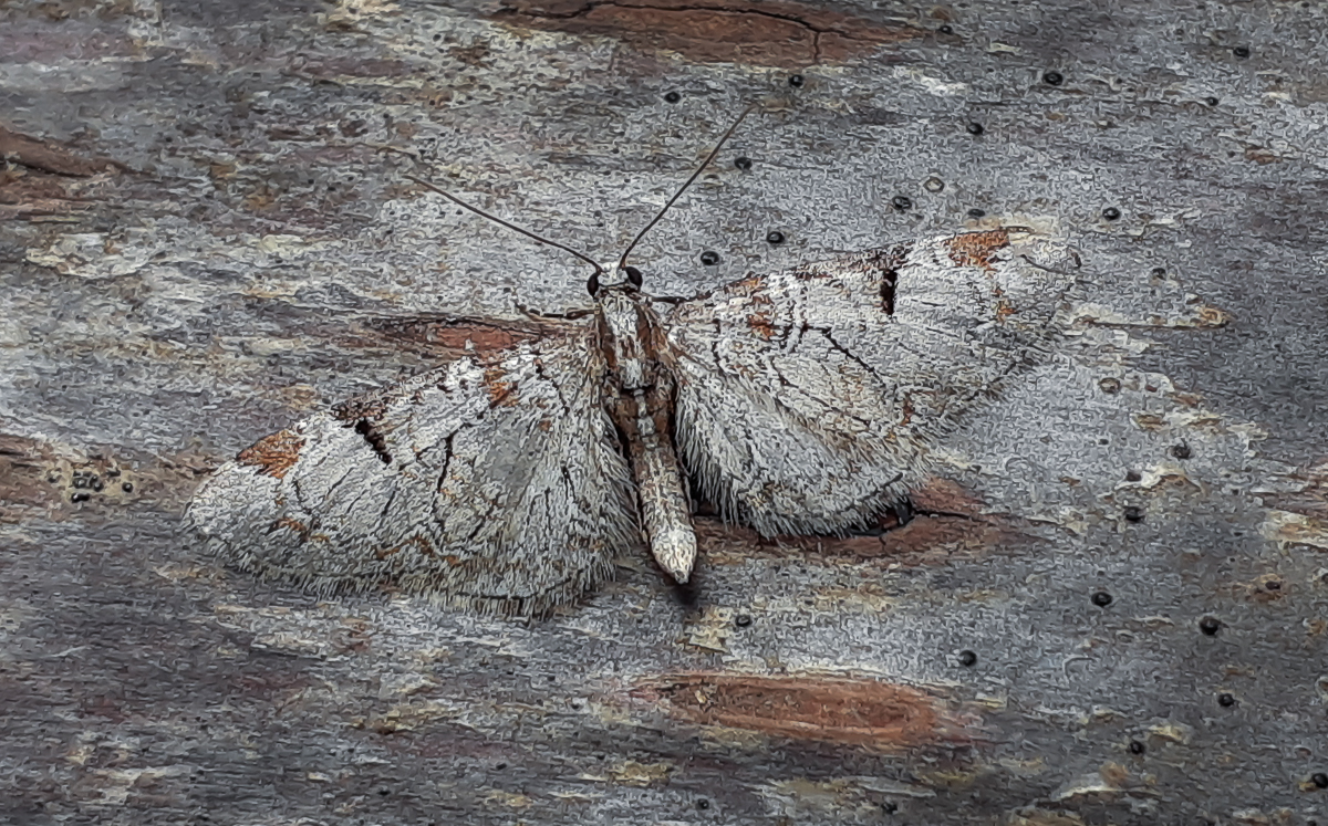 Well I wasn't expecting Pinion-spotted Pug NFG to light in the North Hampshire garden last night. Resting half way up the side of the house, from a distance I assumed this was yet another Brindled Pug, but once I was up the step ladder it was much more interesting! #MothsMatter