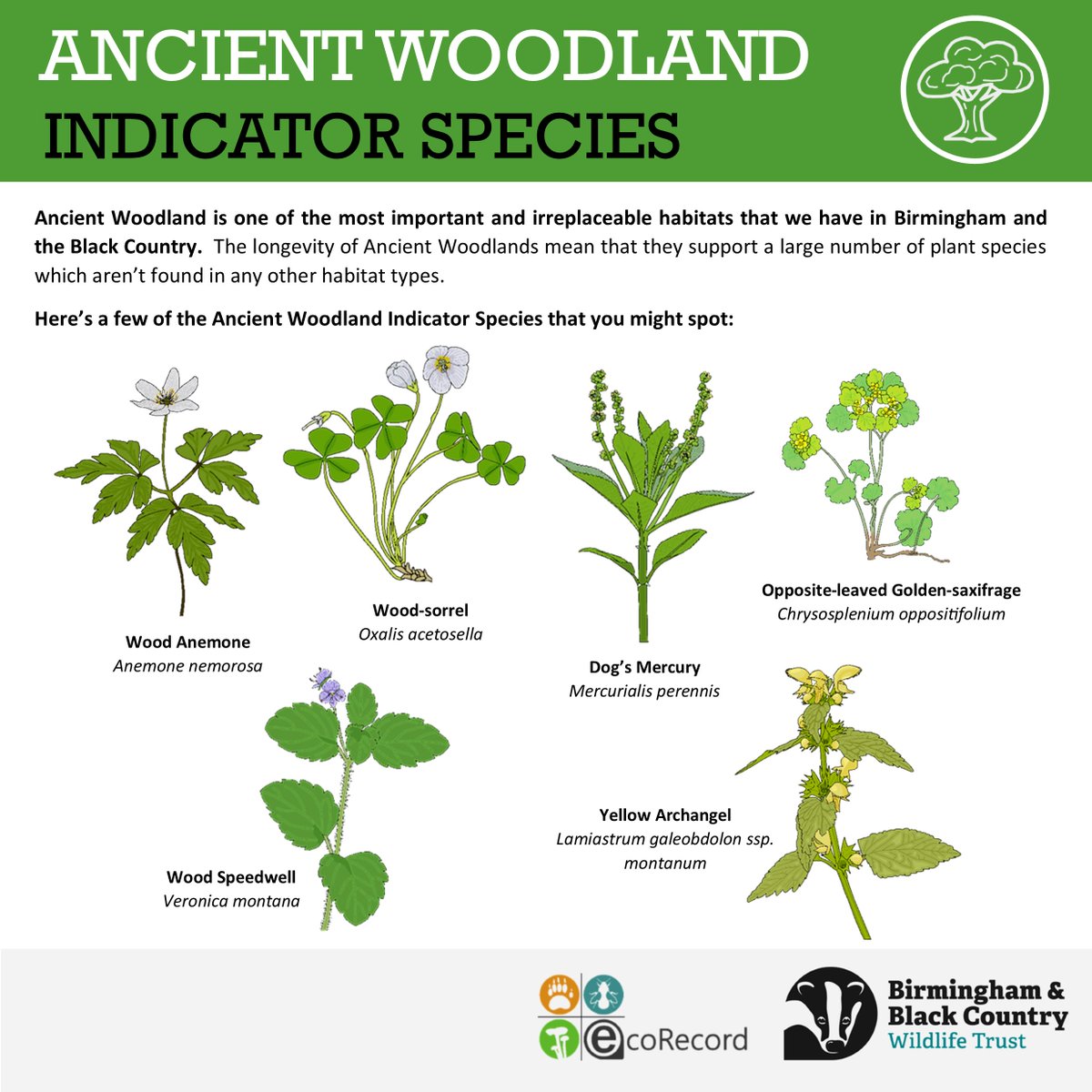 Have you been exploring any woodlands lately? You can submit your sightings to us via iNaturalist, or iRecord, via the EcoRecord website at ecorecord.org.uk or by emailing us at enquiries@ecorecord.org.uk. #flowers #nature #woodland #spring #wildlife #botany