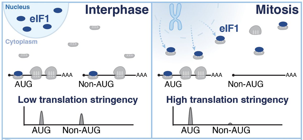 New preprint now live! We find that translation start site selection is dramatically rewired during mitosis through an elegant mechanism involving the nuclear release of eIF1. Want a play-by-play of major findings? - check out last week's teaser posts. biorxiv.org/content/10.110…